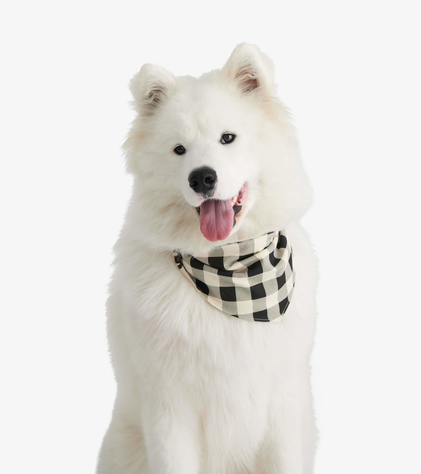 Black Bears Reversible Dog Bandana